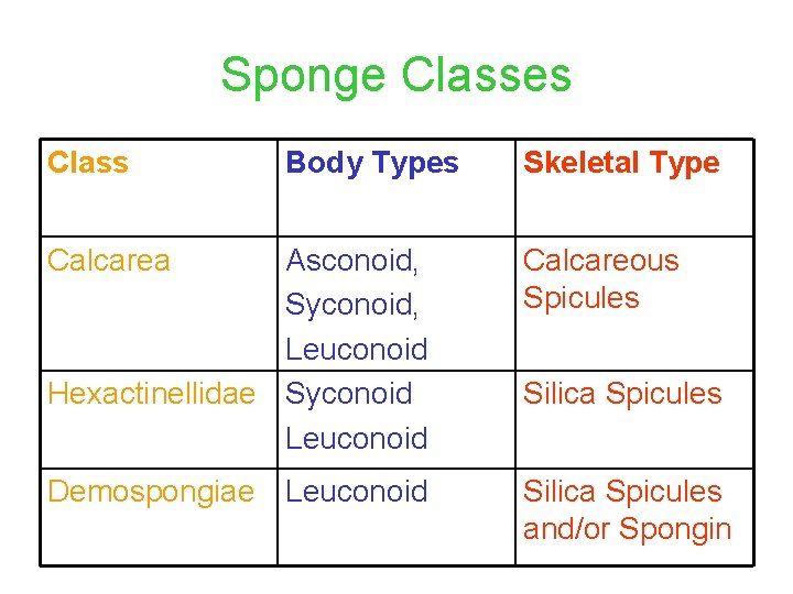 Sponge Classes Class Body Types Calcarea Skeletal Type Asconoid, Syconoid, Leuconoid Hexactinellidae Syconoid Leuconoid