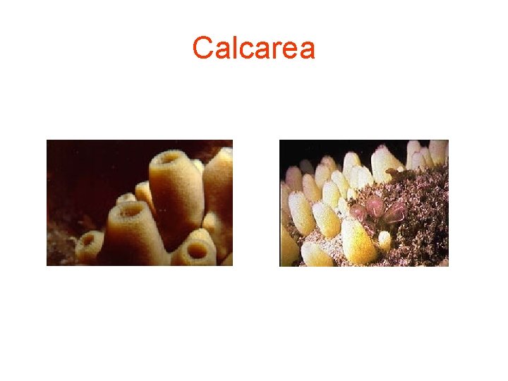Calcarea 