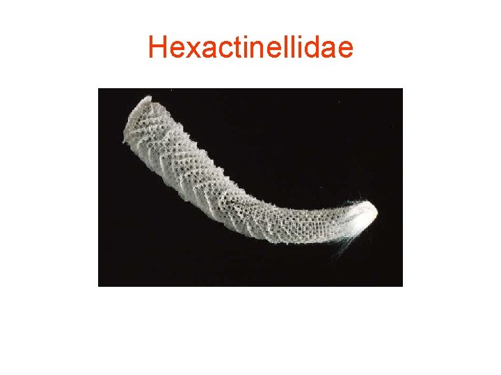 Hexactinellidae 