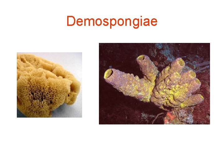 Demospongiae 
