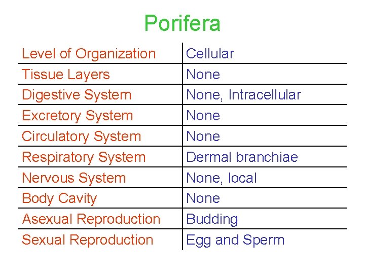 Porifera Level of Organization Tissue Layers Digestive System Excretory System Circulatory System Respiratory System