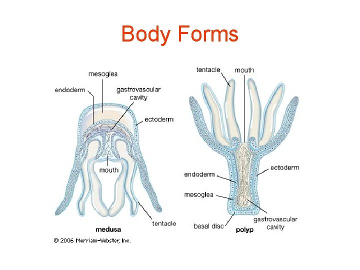 Body Forms 