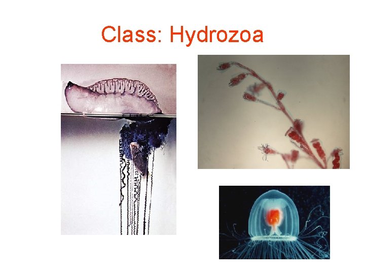 Class: Hydrozoa 