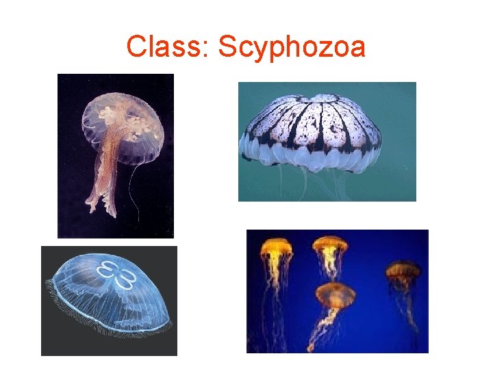 Class: Scyphozoa 