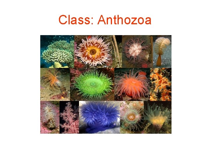 Class: Anthozoa 
