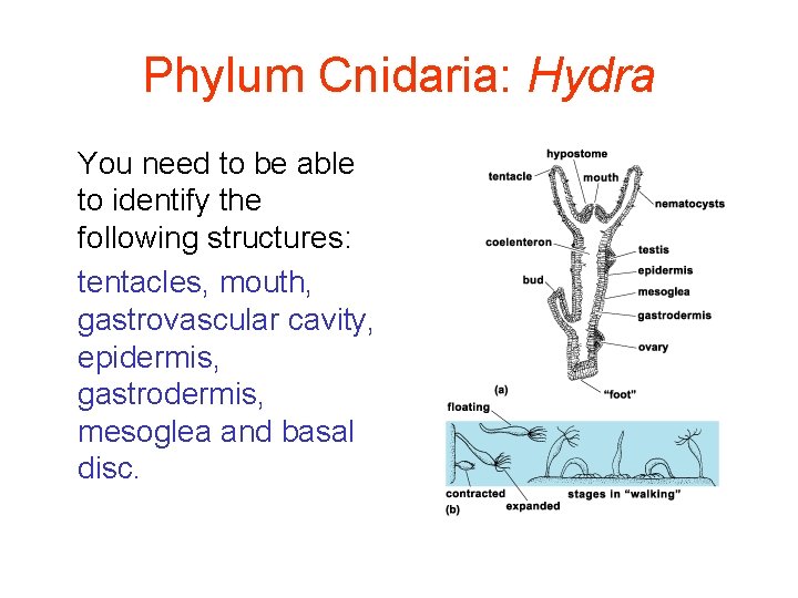 Phylum Cnidaria: Hydra You need to be able to identify the following structures: tentacles,