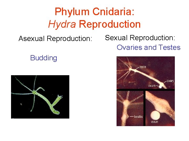 Phylum Cnidaria: Hydra Reproduction Asexual Reproduction: Budding Sexual Reproduction: Ovaries and Testes 