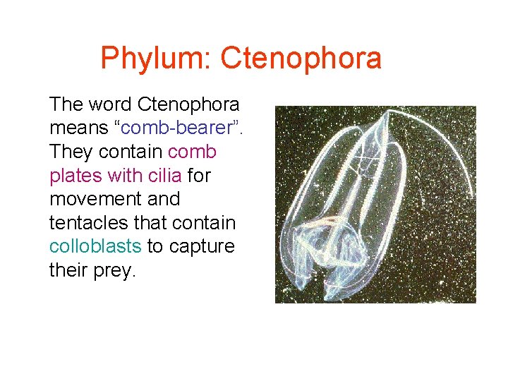 Phylum: Ctenophora The word Ctenophora means “comb-bearer”. They contain comb plates with cilia for