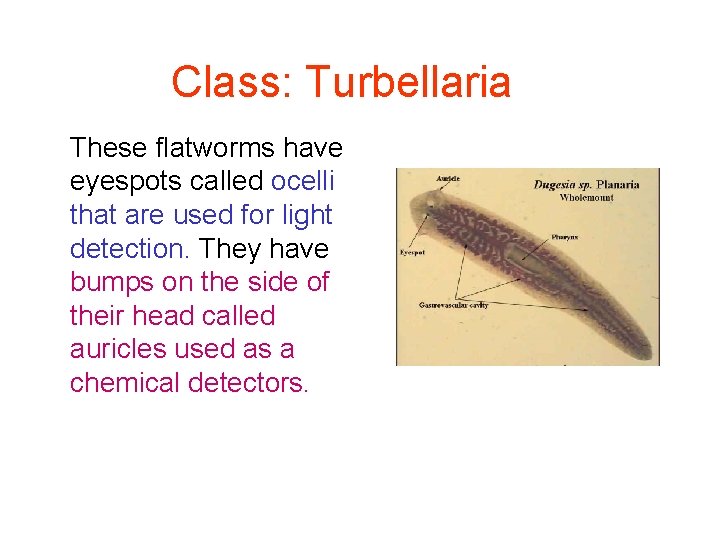 Class: Turbellaria These flatworms have eyespots called ocelli that are used for light detection.
