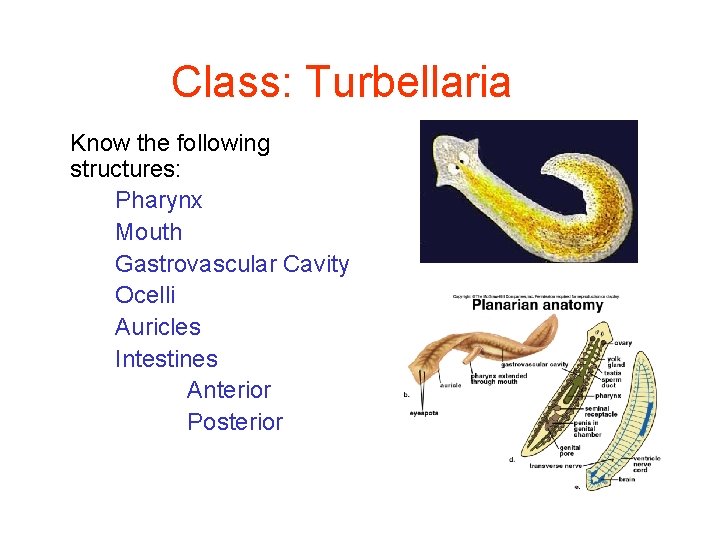 Class: Turbellaria Know the following structures: Pharynx Mouth Gastrovascular Cavity Ocelli Auricles Intestines Anterior