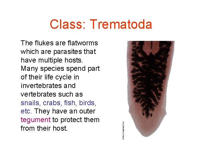 Class: Trematoda The flukes are flatworms which are parasites that have multiple hosts. Many