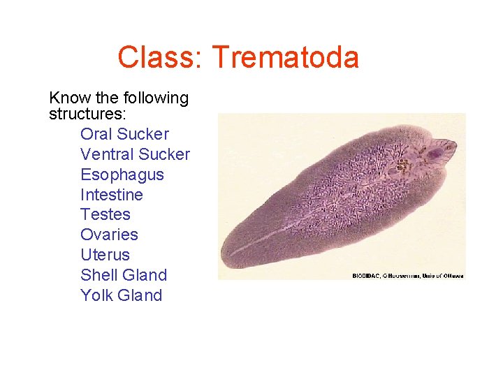 Class: Trematoda Know the following structures: Oral Sucker Ventral Sucker Esophagus Intestine Testes Ovaries