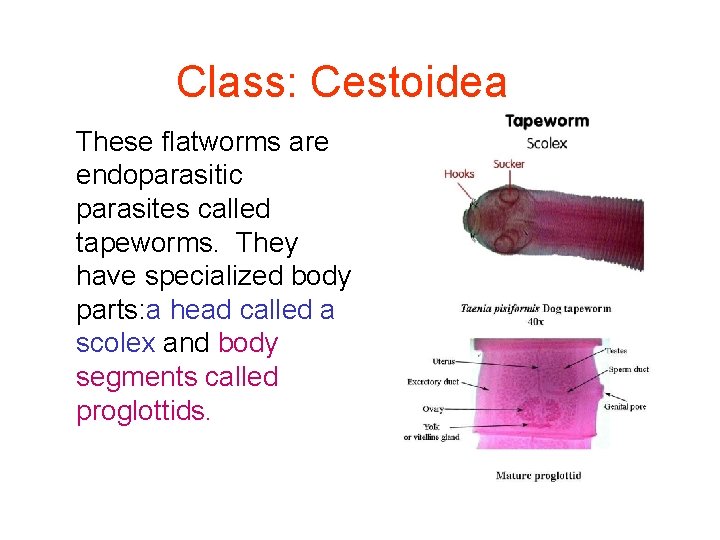 Class: Cestoidea These flatworms are endoparasitic parasites called tapeworms. They have specialized body parts: