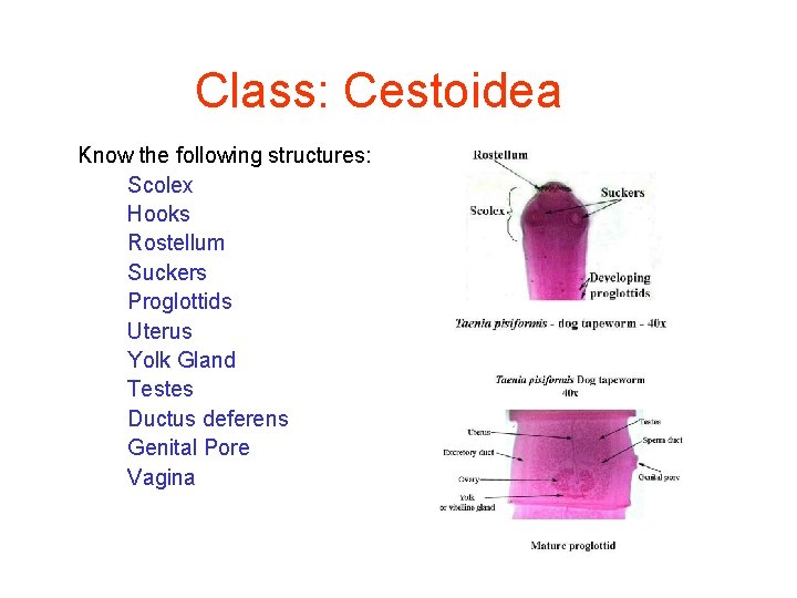 Class: Cestoidea Know the following structures: Scolex Hooks Rostellum Suckers Proglottids Uterus Yolk Gland