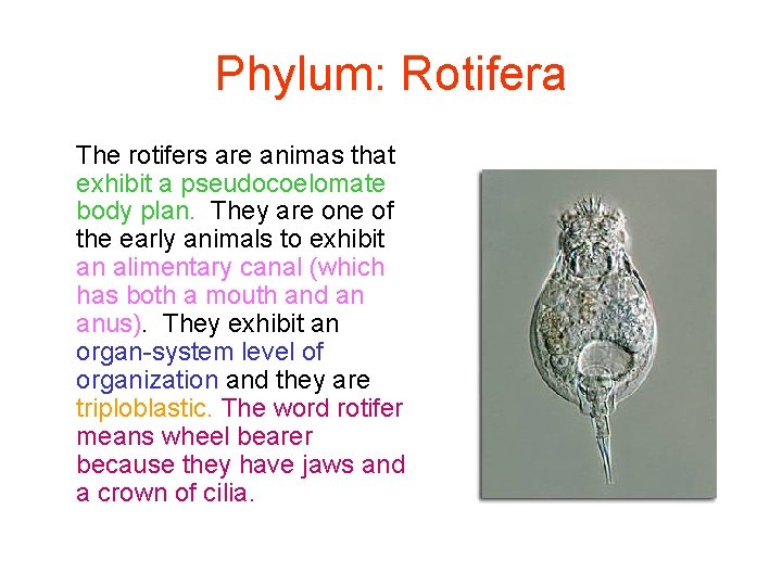 Phylum: Rotifera The rotifers are animas that exhibit a pseudocoelomate body plan. They are