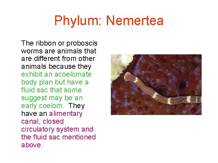 Phylum: Nemertea The ribbon or proboscis worms are animals that are different from other