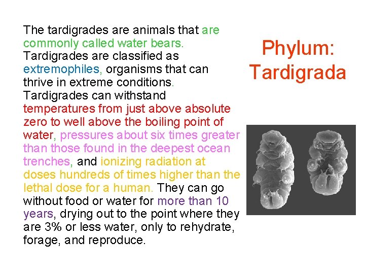 The tardigrades are animals that are commonly called water bears. Tardigrades are classified as