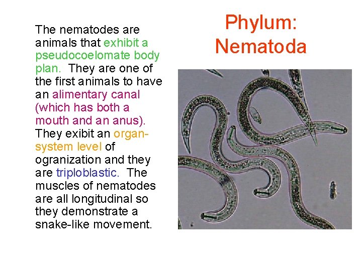 The nematodes are animals that exhibit a pseudocoelomate body plan. They are one of