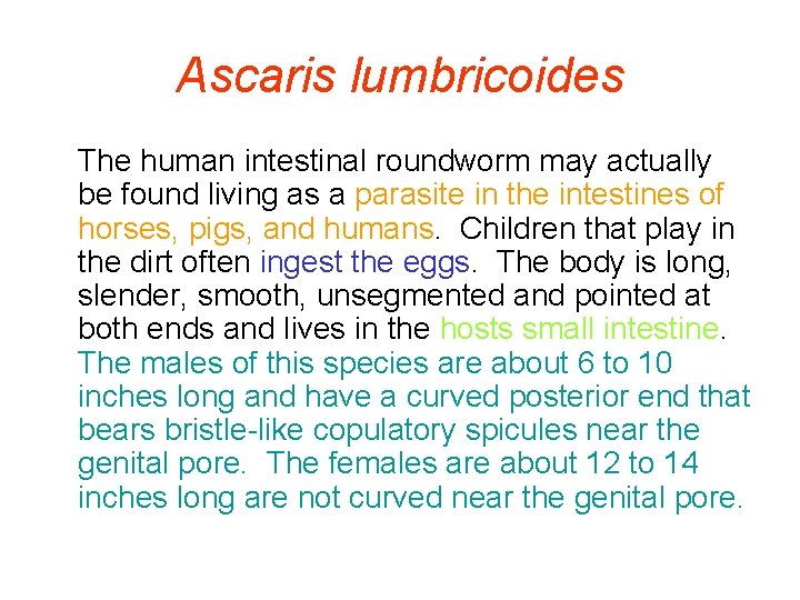Ascaris lumbricoides The human intestinal roundworm may actually be found living as a parasite