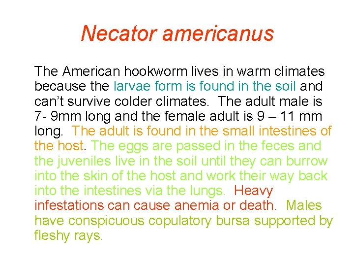Necator americanus The American hookworm lives in warm climates because the larvae form is