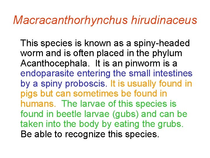 Macracanthorhynchus hirudinaceus This species is known as a spiny-headed worm and is often placed