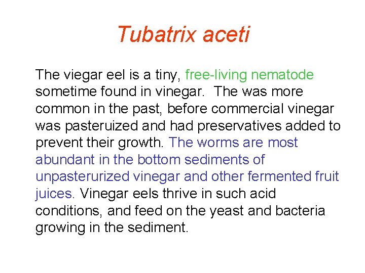 Tubatrix aceti The viegar eel is a tiny, free-living nematode sometime found in vinegar.