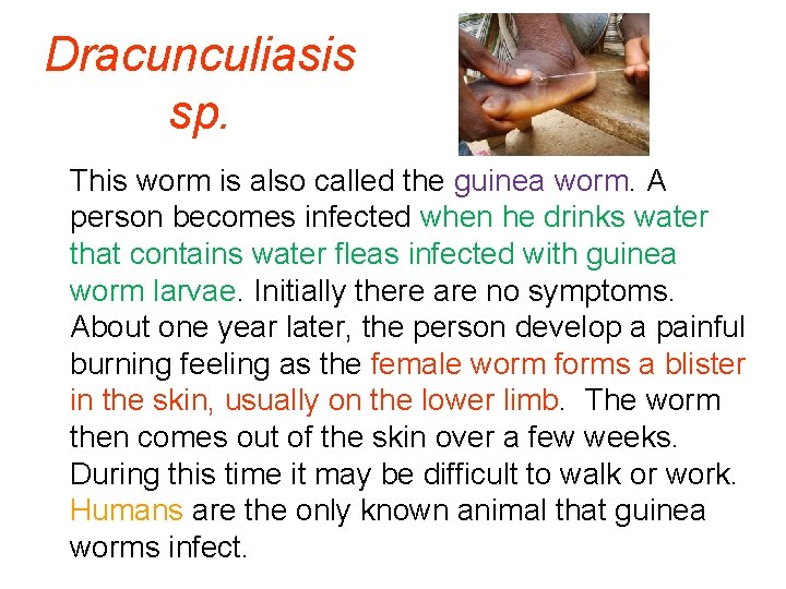 Dracunculiasis sp. This worm is also called the guinea worm. A person becomes infected