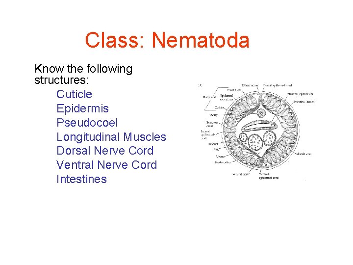 Class: Nematoda Know the following structures: Cuticle Epidermis Pseudocoel Longitudinal Muscles Dorsal Nerve Cord