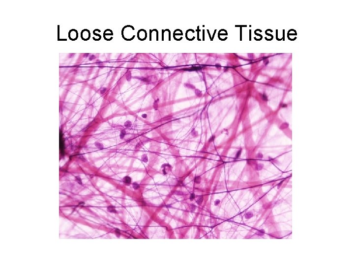 Loose Connective Tissue 