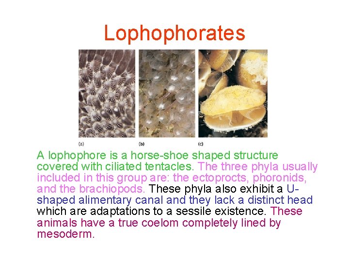 Lophophorates A lophophore is a horse-shoe shaped structure covered with ciliated tentacles. The three