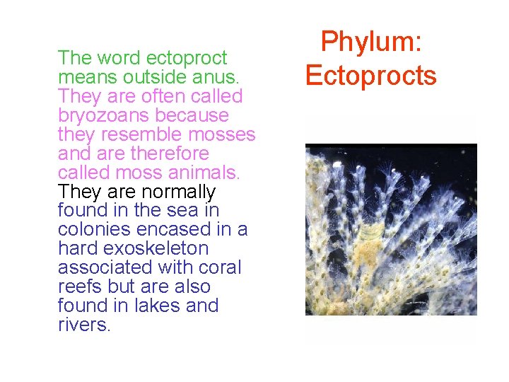 The word ectoproct means outside anus. They are often called bryozoans because they resemble