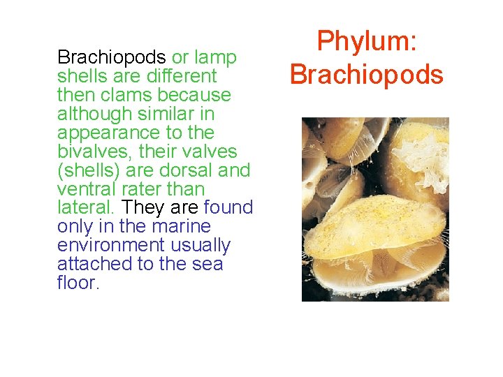 Brachiopods or lamp shells are different then clams because although similar in appearance to