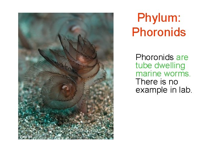 Phylum: Phoronids are tube dwelling marine worms. There is no example in lab. 