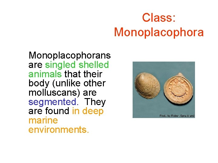 Class: Monoplacophorans are singled shelled animals that their body (unlike other molluscans) are segmented.