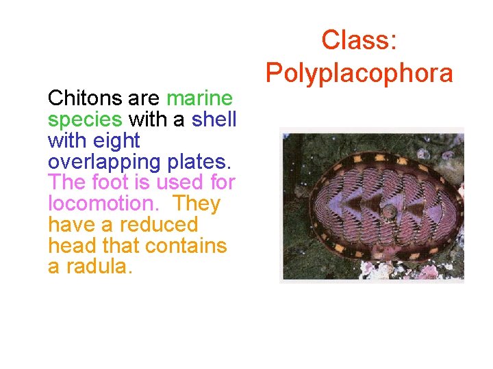 Chitons are marine species with a shell with eight overlapping plates. The foot is