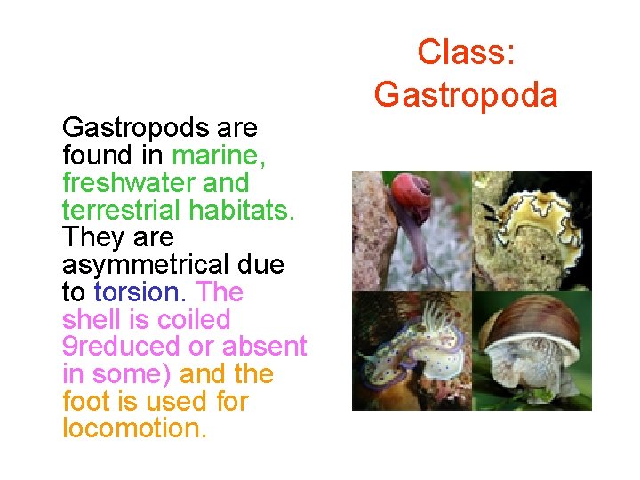 Gastropods are found in marine, freshwater and terrestrial habitats. They are asymmetrical due to