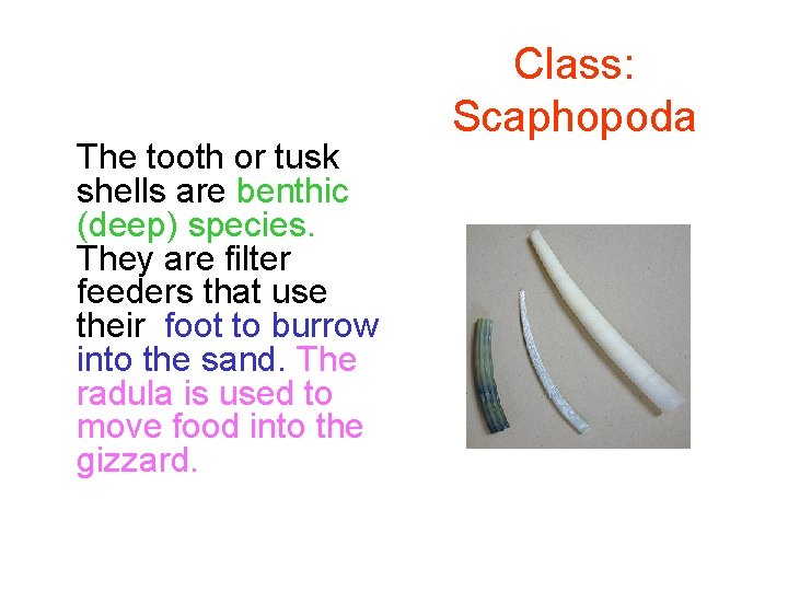 The tooth or tusk shells are benthic (deep) species. They are filter feeders that