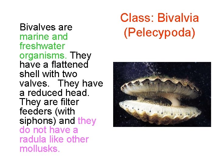 Bivalves are marine and freshwater organisms. They have a flattened shell with two valves.