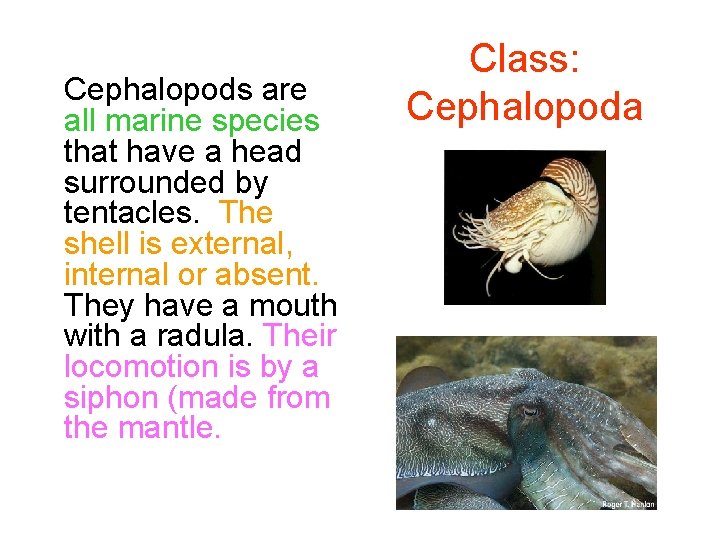 Cephalopods are all marine species that have a head surrounded by tentacles. The shell