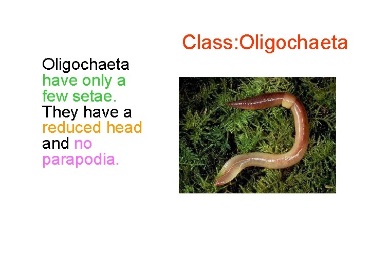 Class: Oligochaeta have only a few setae. They have a reduced head and no