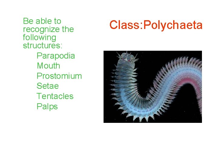 Be able to recognize the following structures: Parapodia Mouth Prostomium Setae Tentacles Palps Class: