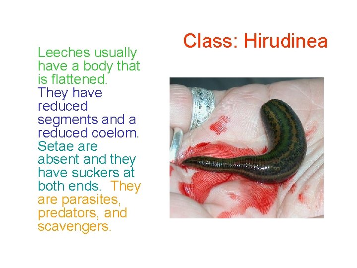 Leeches usually have a body that is flattened. They have reduced segments and a