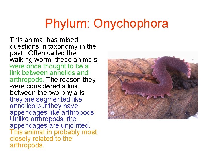 Phylum: Onychophora This animal has raised questions in taxonomy in the past. Often called