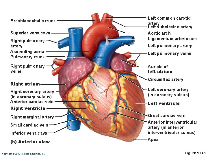 Brachiocephalic trunk Superior vena cava Right pulmonary artery Ascending aorta Pulmonary trunk Right pulmonary