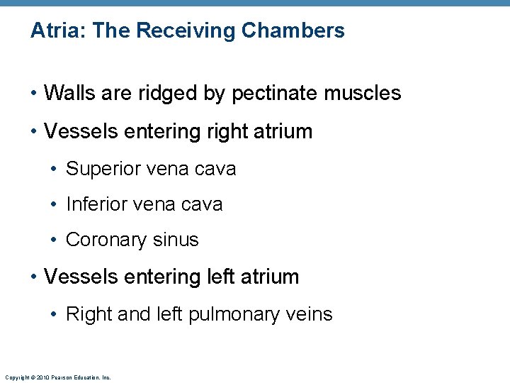 Atria: The Receiving Chambers • Walls are ridged by pectinate muscles • Vessels entering