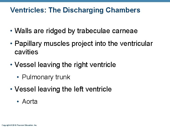 Ventricles: The Discharging Chambers • Walls are ridged by trabeculae carneae • Papillary muscles