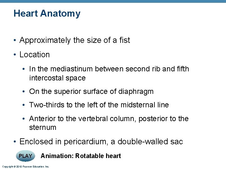 Heart Anatomy • Approximately the size of a fist • Location • In the