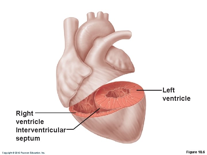 Left ventricle Right ventricle Interventricular septum Copyright © 2010 Pearson Education, Inc. Figure 18.