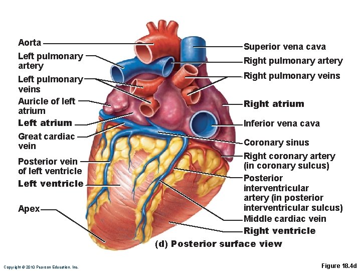 Aorta Left pulmonary artery Left pulmonary veins Auricle of left atrium Left atrium Great