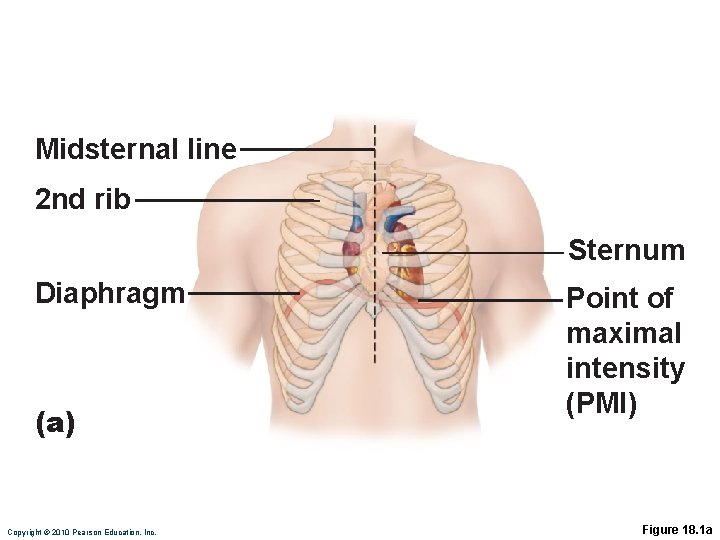 Midsternal line 2 nd rib Sternum Diaphragm (a) Copyright © 2010 Pearson Education, Inc.